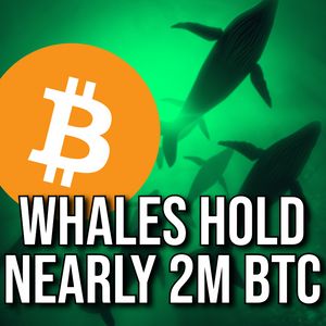 Bitcoin Whales’ Holdings Have Surged 800% This Year