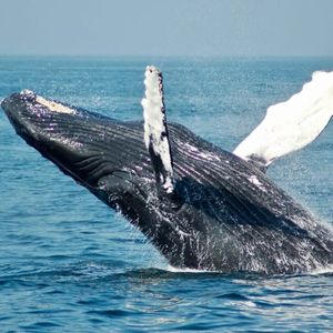 Bitcoin Outflows Show Huge Spike, Whales Going On Shopping Spree?