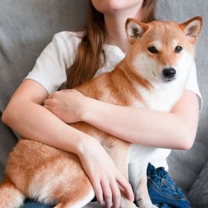 Dogecoin Holders Now Control $3.6 Billion In DOGE For The Long Haul