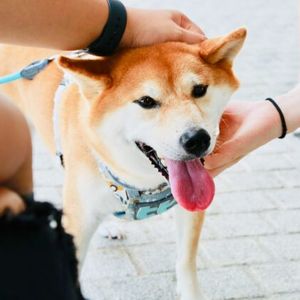 CNBC Argues Why Shiba Inu Will Overtake Dogecoin In One Year