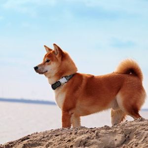 Shiba Inu Burn Rate Spikes But Price Continues To Tank, But Why?