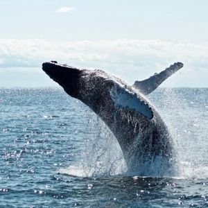 Early Whales Bet Big On ZkSync, Securing 32% Of Crypto Holdings On The Network