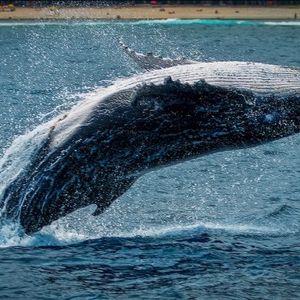 Whales Buy Up 5% Of Stablecoin Supply, What Are They Up To?