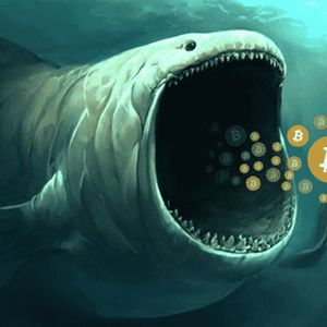 Bitcoin At A Discount: Whales Continue To Gobble Up Every Price Dip