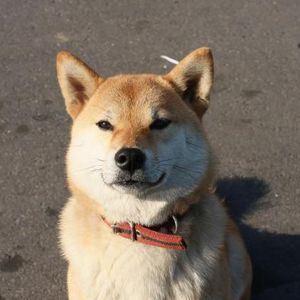 Shiba Inu Scores Another Major Listing That Could Send Price Flying