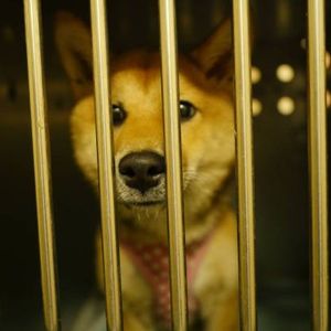 109 Trillion SHIB Sell Wall Blocks Shiba Inu From Rising To New All-Time Highs – Details
