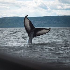 Bitcoin Whale Suddenly Moves 3.7k BTC Dormant Since 10 Years Ago