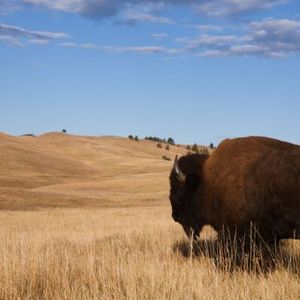 The Roughrider Coin: North Dakota Pioneers State-Backed Crypto For 2026