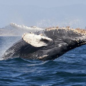 Polygon Bearish Signal: Whale Deposits $5M In MATIC To Coinbase