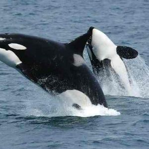 Veteran Whales Blamed For Bitcoin’s Sharp Slide, Crypto Boss Says