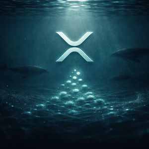 ‘Millionaire’ XRP Addresses Rising For First Time Since September, Data Shows