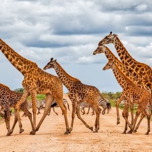 Stablecoins See Largest Conversion Spreads In Africa, Research Shows