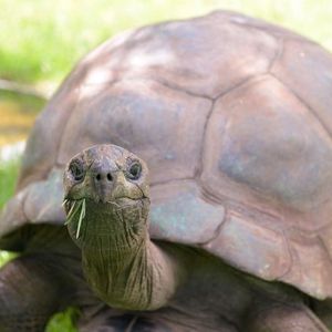 X Eyes Auto-Lock For Crypto Mentions After Tortoise Death Hoax
