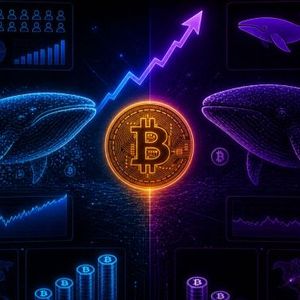 New Whales Added 150K Bitcoin During The Rally, Old Whales Barely Moved – Discover What That Split Means