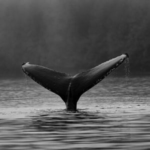 XRP Whale Withdraws $52M From Binance, Can It Help Reverse Price?