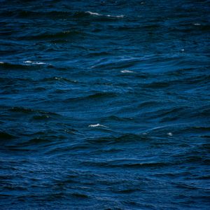 Bitcoin Whales Go Quiet — Is Market Momentum Fading?