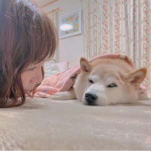 Kabosu, The Real-Life Pooch Behind Dogecoin, In ‘Dangerous’ Health Condition
