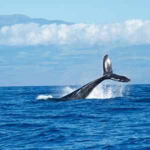 XRP Whale Withdraws $38M From Binance, Bullish?