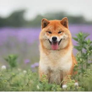 Shiba Inu Bags ‘Most Popular Starter Crypto’ Title, According To This On-Chain Analytics