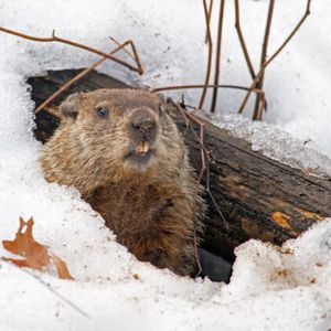 Groundhog Day: Will We Get Six More Weeks Of Crypto Winter?