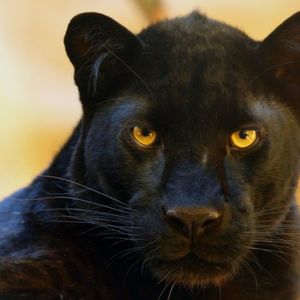 Pantera Founder Dan Morehead Predicts Upcoming Bull Market: ‘We Can Rally Now’