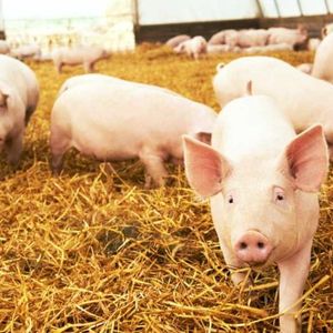 US Authorities Seize Crypto Linked to Pig-Butchering Scam Held at Binance