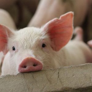 Report: Namibian Police Arrest 20 Ringleaders of Local Pig Butchering Crypto Scam