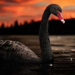 Bitcoin’s Black Swan — A Retrospective on 2020’s ‘Black Thursday’