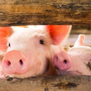 IRS Says US Taxpayers Are the Most Targeted for Pig Butchering Crypto Scams