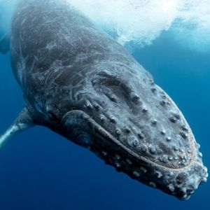 Mystery Bitcoin Whale Resurfaces, Transfers 1,000 BTC Worth $41M From String of 2010 Era Addresses