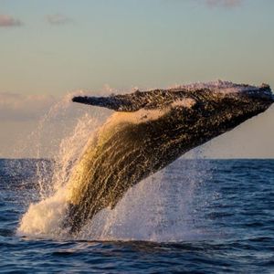 Bitcoin Mega Whale Resurfaces, JPMorgan Expects BTC Price to Drop, Bitcoin Cash Soars 40%, and More — Week in Review