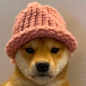 Dogwifhat Rises to Become the Third-Largest Meme Coin by Market Valuation