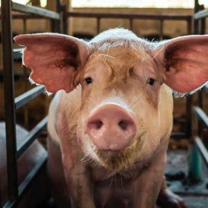 FBI Seizes $2.5M in Crypto From Thailand-Based Pig Butchering Scam Targeting Americans