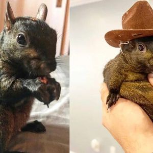 Peanut the Squirrel’s Viral Fame Sparks Meme Coin Frenzy on Solana