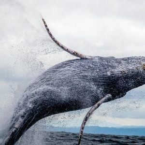 ​​Whale Awakens: $257M in Dormant Bitcoin Moves After 11-Year Hiatus