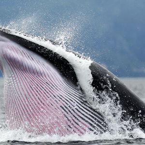 Inside the Crypto Whale Games: How Liquidation Hunting Targets Leveraged Traders