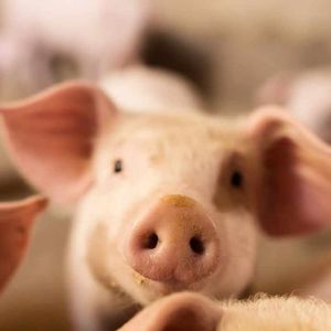 US Seizes Domains Used in ‘Pig Butchering’ Crypto Scam