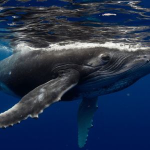 Fourth of July OG Whale Strikes Again: Another 10,000 BTC Moved as 30,000 Still Sit Idle