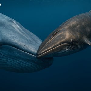 Dormant Whales Stir Amid Bitcoin’s Cool Down — $28 Million in Vintage BTC Just Shifted