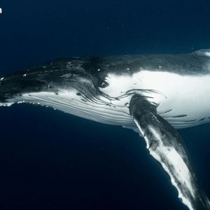 Early Bitcoin Holder Wraps up $1.3B Selloff With Fresh $230M Kraken Move