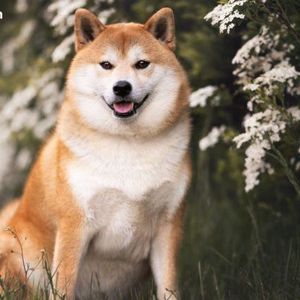 DOGE Launches Lazarus Signal, Rebukes Disbandment Reports