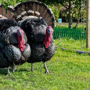 Here’s Why Bitcoin Is Rallying Just Before Thanksgiving