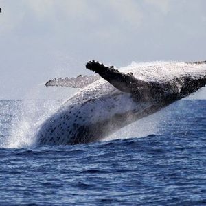 Whale Dumps $100M ETH Short, Pivots to $13.4M Bitcoin Bet at 20x Leverage