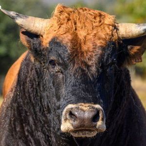 BTC Volume Collapse Echoes Setup Before 2023 Bullish Recovery