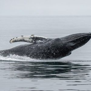 Hyperliquid Whale Holds 81% Short Book and $2.7M Profit as HYPE Bet Pays off