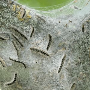 Oak Trees Have a Sneaky Trick to Starve the Caterpillars Eating Them