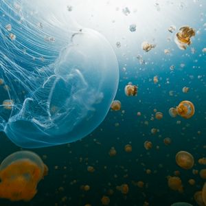 NASA Sent Thousands of Jellyfish to Space in 1991. The Babies Born Up There Couldn’t Handle Earth