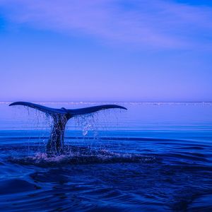 Massive Bitcoin Whale Moves Over $800 Million in $BTC Out of Dormant Wallets