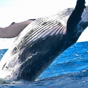 Bitcoin Whales and Sharks Accumulate Over $4.7 Billion Worth of BTC in Seven Weeks