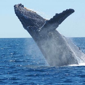 Dormant Bitcoin Whale Moves $25 Million Worth of $BTC After it Appreciated Over 240,000%